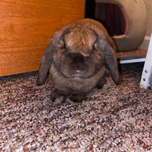 Meet your Posher, Paula